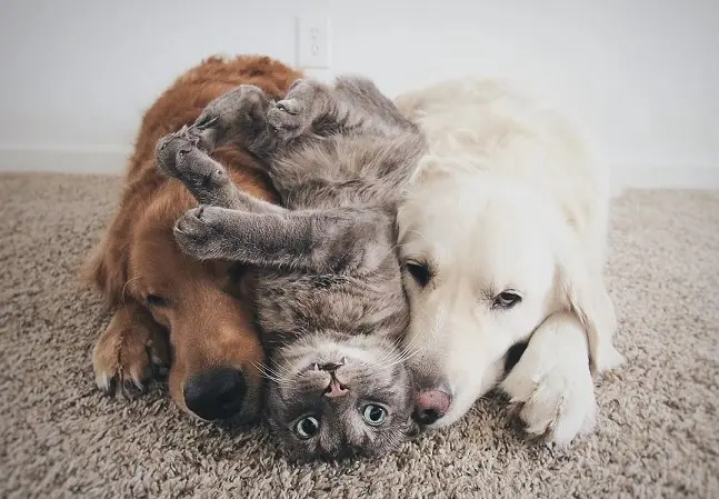 Собаки и кот