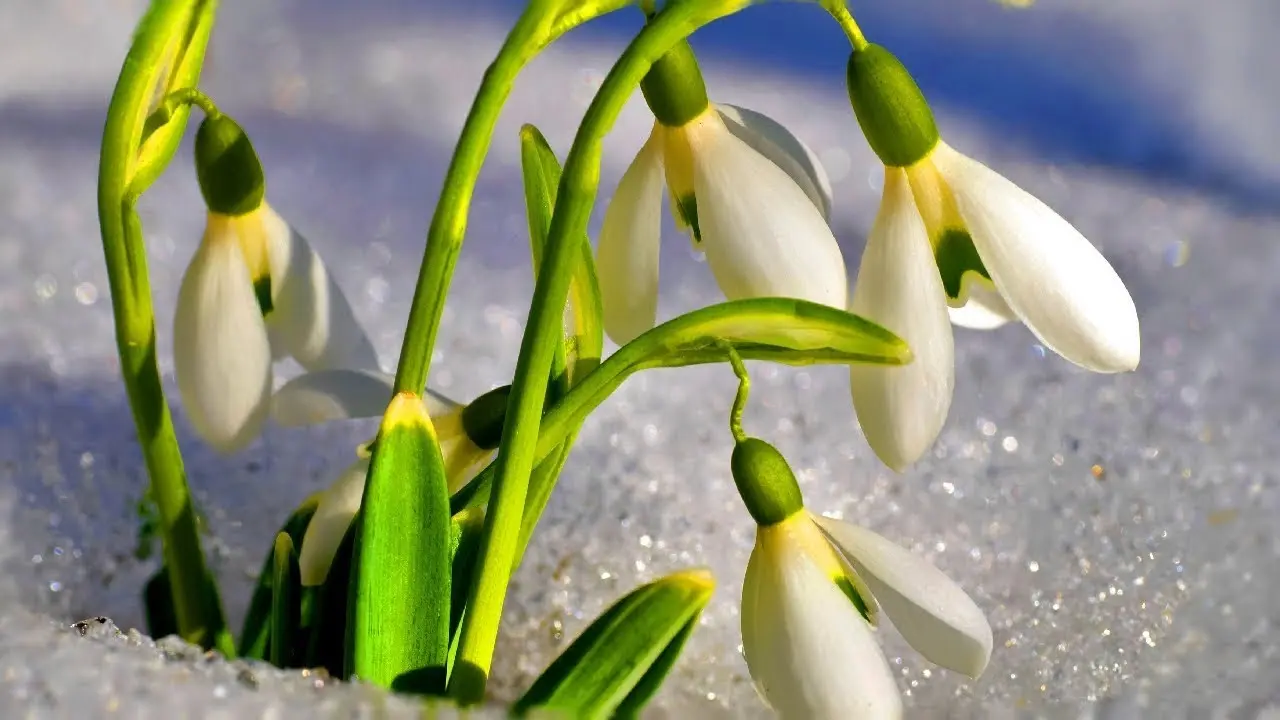 подснег