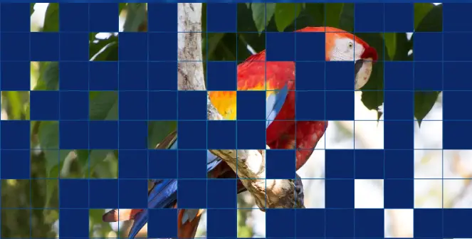 parrot