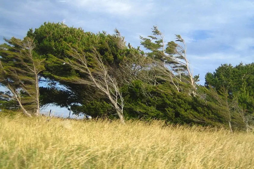 windy